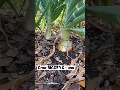 , title : 'Grow BIG Onions 🧅   #garden'