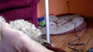Clipping poodle feet