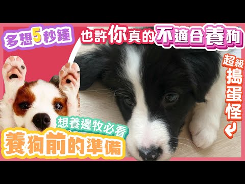 好想養狗