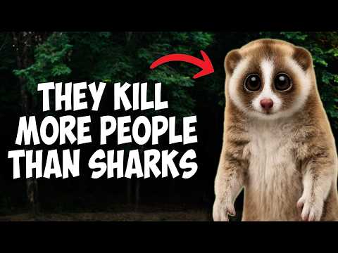 Ranking the Top 6 Most DECEPTIVE Deadly Animals