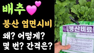 배추???? 붕산 엽면시비???? 왜? 어떻게? 몇 번? 살포간격은? 살포후 증상?