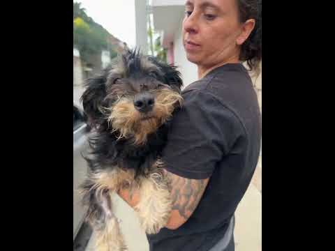 Gia, an adoptable Miniature Schnauzer & Terrier Mix in Sherwood, OR_image-1