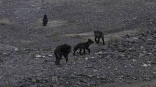 Wolf Pups and Ravens