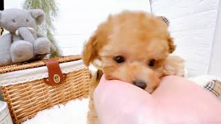 タイニープードルの動画02