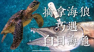 【海野人 Spearfishing 】海狼v.s 海龜 #小琉球漁獵 #自由潛水 #漁獵 #打魚 #小琉球