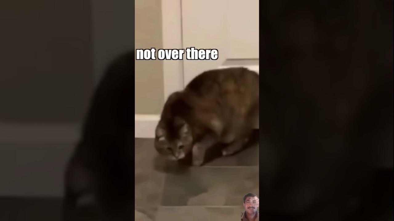 When the catnip hits pt. 2 #Nisar&Cats