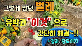 잘죽지 않는 벌레 농약말고 유박과 "이것"으로 간단히 해결 열과 당도착색에 도움이됩니다
