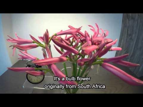 Nerine time lapse