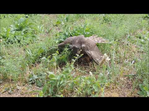 Hawking with Sparrowhawk