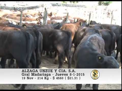 Alzaga Unzué y Cía. S.A. - Venta Machos - Gral. Madariaga - 08/01/2015