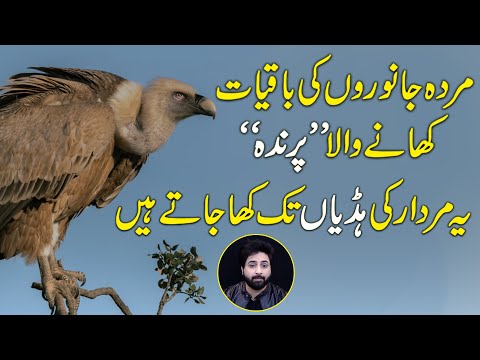 Gidh murdar he kyun khata hai ? Apna shikar khud kyun nahi krta ? Janiye