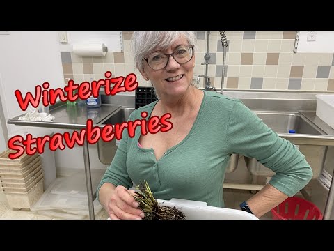 Watch how I preserve my hydroponic strawberries for winter!