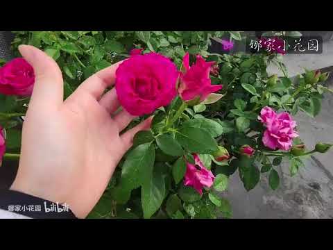 小花园里最耐热的月季评选（一）