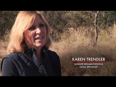 Should we be petting cubs and walking with lions? | Blood Lions®