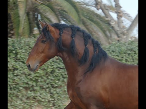 Stallion PRE Pure Spanish Bred For sale 2019 Bay