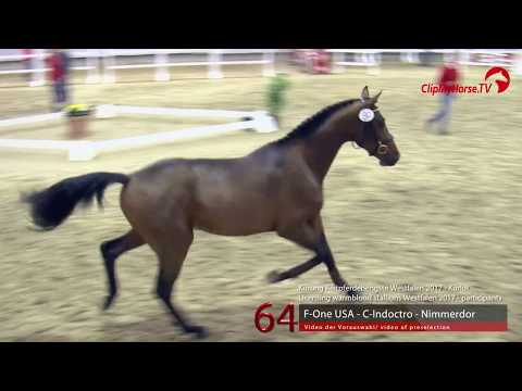 64 Junghengst v. F-One USA - C-Indoctro