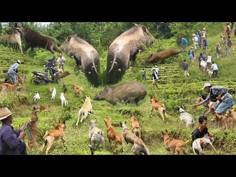 AMAZING !!! THE BEST HUNTING COLLECTION 2025|BEST OF WILD BOAR HUNTING|COMPILATION SPECIAL YEARS