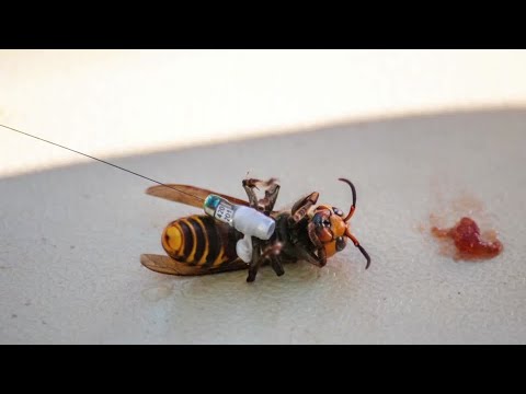 美國首個 "殺人馬蜂 "巢穴被剷除。 (First 'murder hornet' nest eradicated in U.S.)