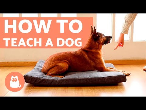 How to Teach a Dog to Go to Bed