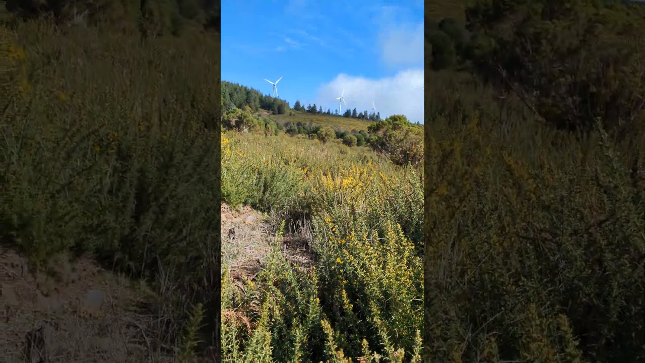 YouTube Short thumbnail