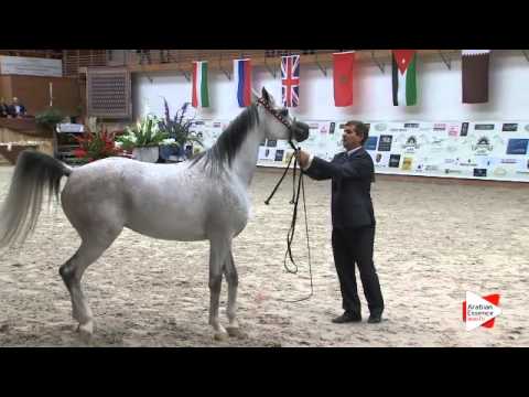 N 57 NASIM AL KHALEDIAH   Prague Intercup 2015   Mares 7 10 years old Class 8