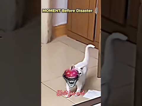 Cat aura IQ is 99999999999999 #cat #memes #subscribe