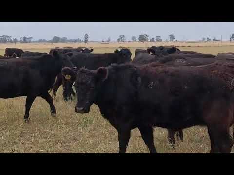 Vaquillonas preñadas Guatrache, La Pampa.