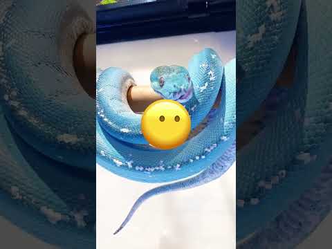 هذا الحصان يعشق المزارع بجنون… شوفوا كيف يتصرف معه! 😲🐴❤️