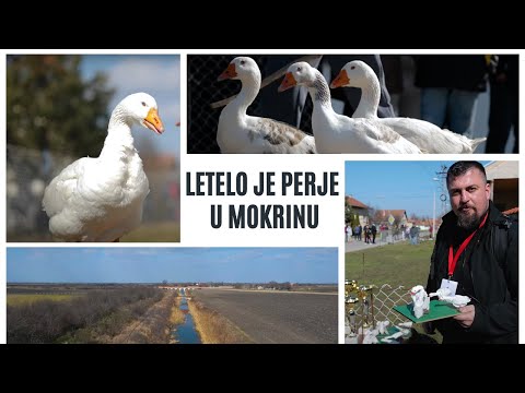 Pernata KORIDA - Svetsko prvenstvo u nadmetanju GUSKOVA | Mokrinski sir | KULTURISTA Ep.37