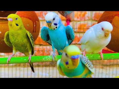 2 Hours of Budgie Best Friends - Mango and Chutney - Singing and Talking Sounds