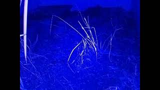 ダルマガエル観察ライブ20250920