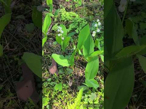 スズランを地植えや鉢に植える時期と方法は？  庭園