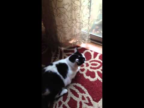 Cat Hisses and Whines like a human!