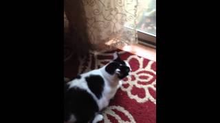 Cat Hisses and Whines like a human!