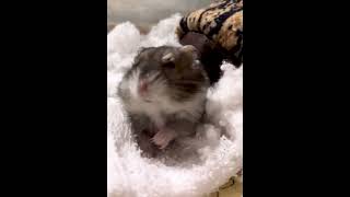 🐹