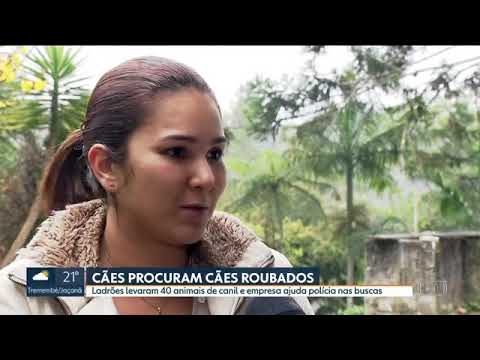 Três homens armados renderam funcionários e levaram 40 cães de raça de um canil em Juquitiba