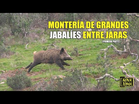 MONTERIA DE GRANDES JABALIES ENTRE JARAS