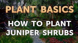 How to Plant Juniper Shrubs