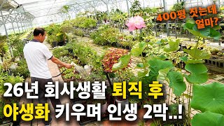 "비싼건 꽃 하나에 100만원이 넘어요..!' 26년 직장생활 그만두고, 야생화 키워 돈버는 대표님 이야기 …