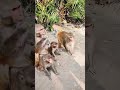 The Monkey মধুপুর রাবার বাগান টাংগাইল