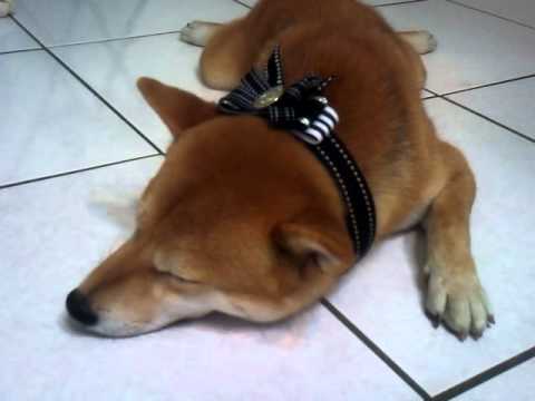 想睡覺的可愛豆(原發表者:毛豆姐)(影片)