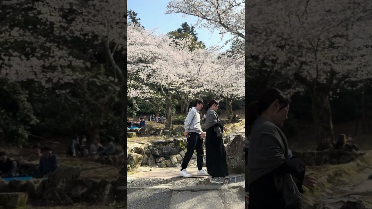 HANAMI A MIYAJIMA