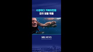수영하다 거북이한테 따귀 맞을 확률 #shorts