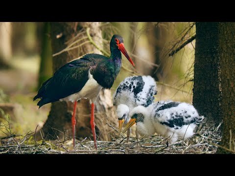 Black Stork Ciconia nigra hniezdiaci na zemi — vzácny pozorovací záber