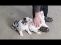 Australian Shepherd dogs for sale: Gary - Video 1