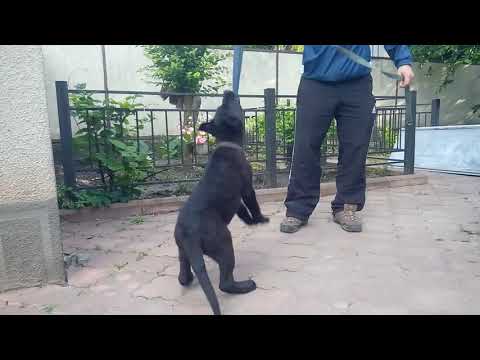 Щенки немецкой овчарки. Diego & Diter питомник Schwarzer Fluss. возраст 3,5 месяца.