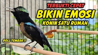 Download lagu PANCINGAN KOLIBRI NINJA GACOR FULL BONGKAR ISIAN ROLL TEMBAK !! MASTERAN KONIN BAHAN FULL TEMBAKAN mp3 Download lagu PANCINGAN KOLIBRI NINJA GACOR FULL BONGKAR ISIAN ROLL TEMBAK !! MASTERAN KONIN BAHAN FULL TEMBAKAN mp3