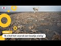 Strand ligt vol met honderdduizenden zeesterren: 'Wel bizar'