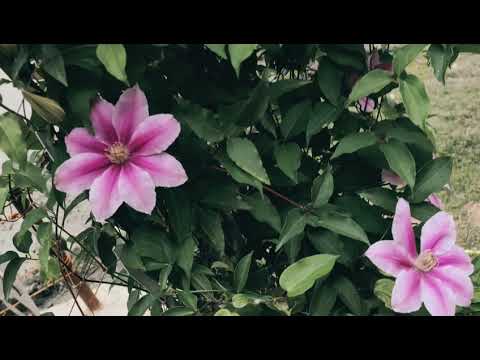 flowers🌸🌺🌻🌹🌷🌼💐