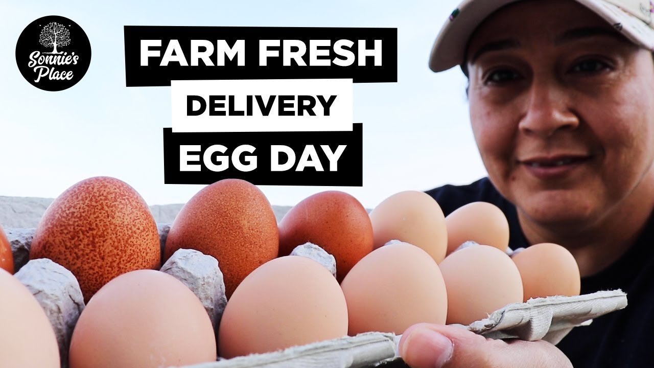 Farm Fresh Eggs from the Homestead | Join Us On Egg Delivery Day!